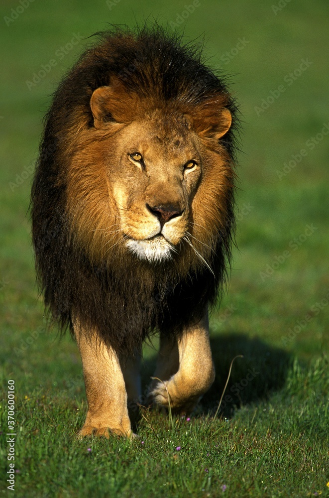 Obraz premium African Lion, panthera leo, Male walking on Grass