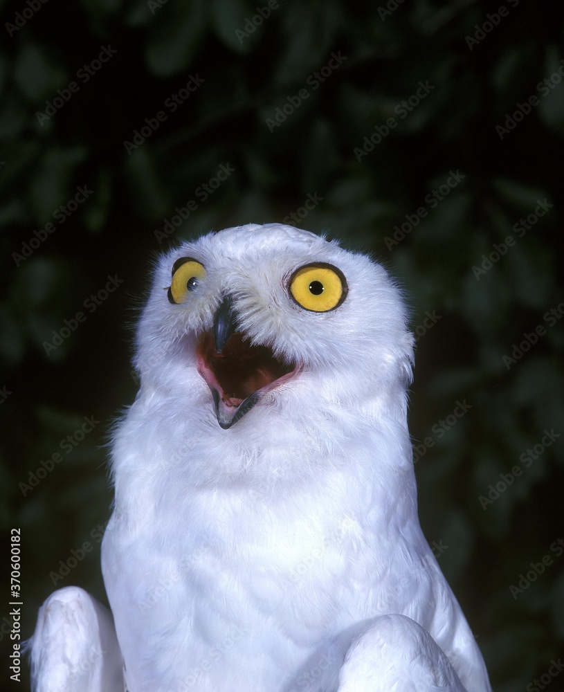 Obraz premium Snowy Owl, nyctea scandiaca, Adult with Open Mouth