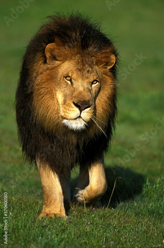 African Lion  panthera leo  Male walking on Grass