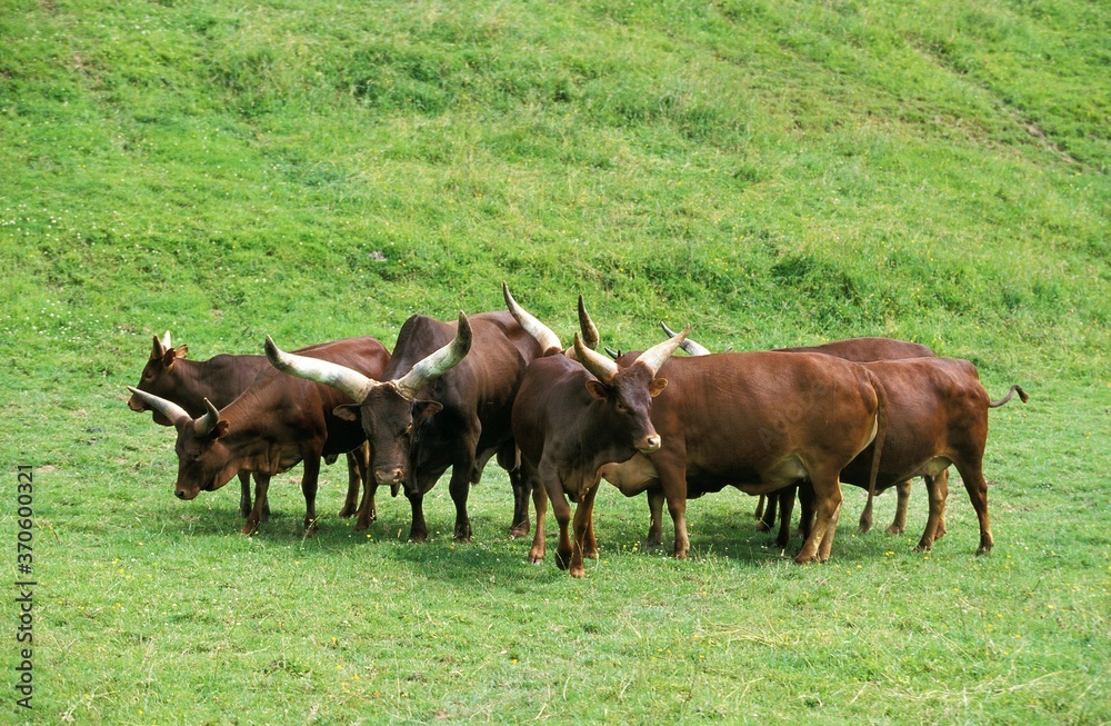 Ankole Watusi Cattle, bos primigenius taurus, Herd standing on Grass, Bull with Females Ankole Watusi Cattle, bos primigenius taurus, Herd standing on Grass, Bull with Females