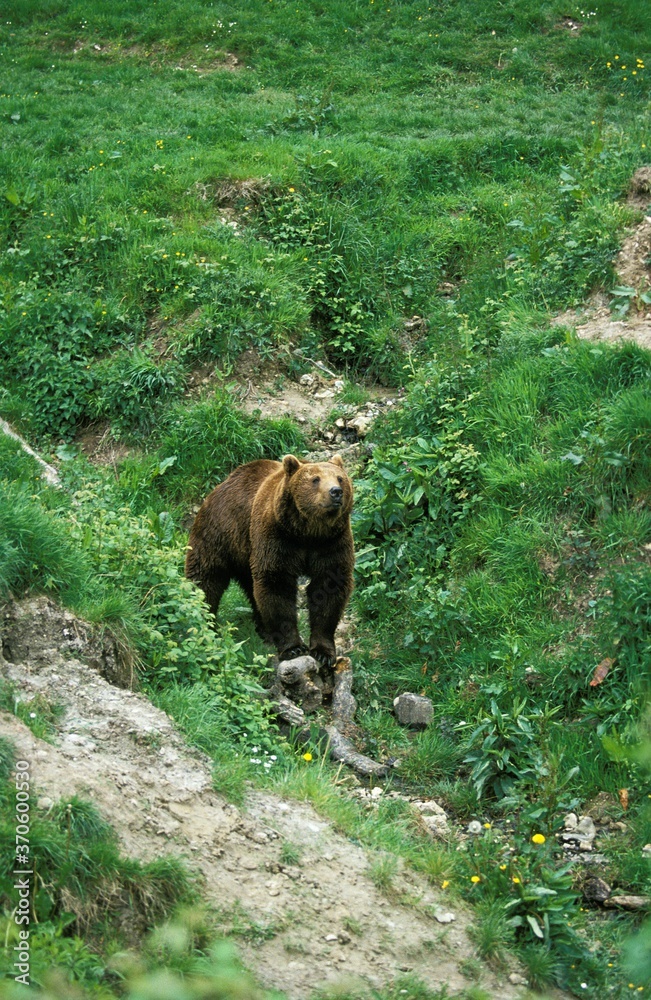 Brown Bear, ursus arctos, Adult