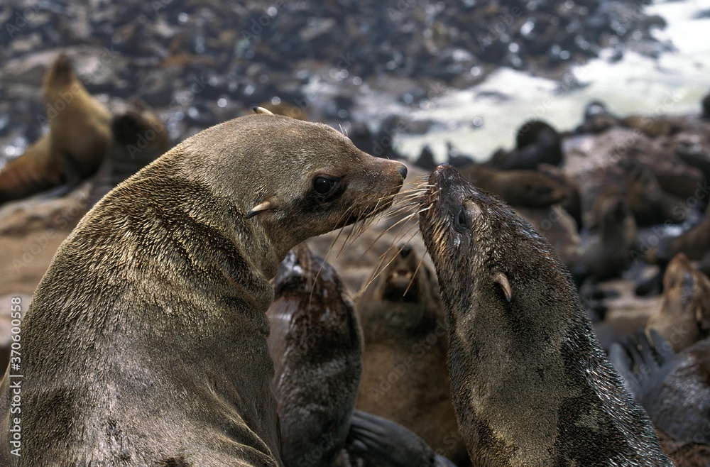 South African Fur Seal, arctocephalus pusillus, Females Kissing, Cape Cross in Namibia South African Fur Seal, arctocephalus pusillus, Females Kissing, Cape Cross in Namibia