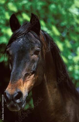 Barb Horse, Portrait of Adult