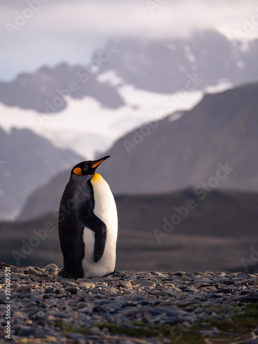 King penguin watching the sunset