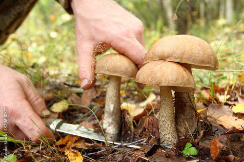 Large wild boletus mushrooms in the forest