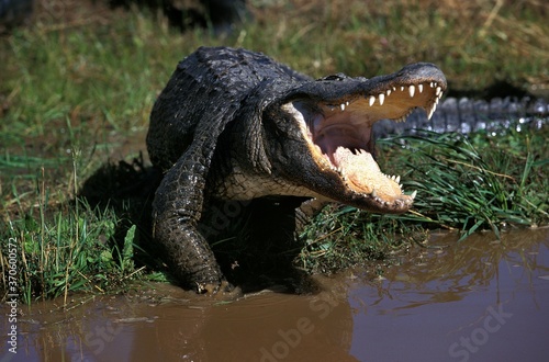 Fotografia American Alligator, alligator mississipiensis, Adult with Open Mouth in Defensiv