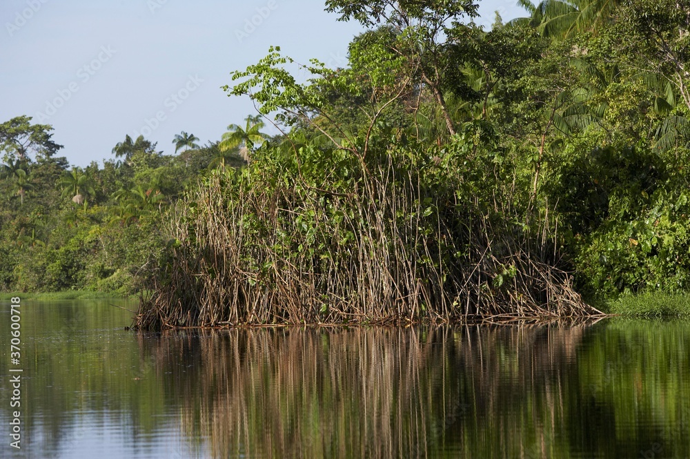 River and Forest in Orinoco Delta, Venezuela River and Forest in Orinoco Delta, Venezuela