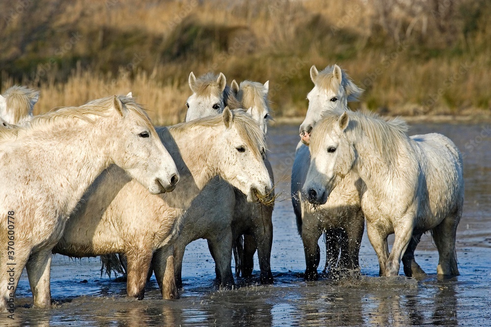 Camargue Horse, Herd standing in Swamp, Saintes Marie de la Mer in Camargue, in the South of France Camargue Horse, Herd standing in Swamp, Saintes Marie de la Mer in Camargue, in the South of France