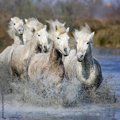 Fototapeta Naklejka Na Ścianę i Meble -  Camargue Horse, Herd standing in Swamp, Saintes Marie de la Mer in Camargue, in the South of France