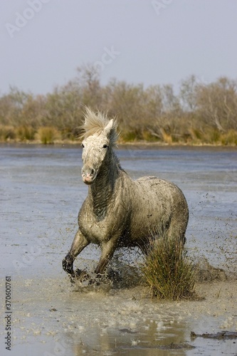 Camargue Horse  Adult standing in Swamp  Saintes Marie de la Mer in Camargue  in the South of France