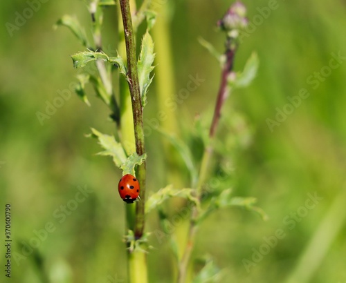 Coccinella Septempunctata, the Seven-Spot Ladybird is the most Common Ladybird in Europe. Red Ladybug on Green Leaf on Czech Meadow.