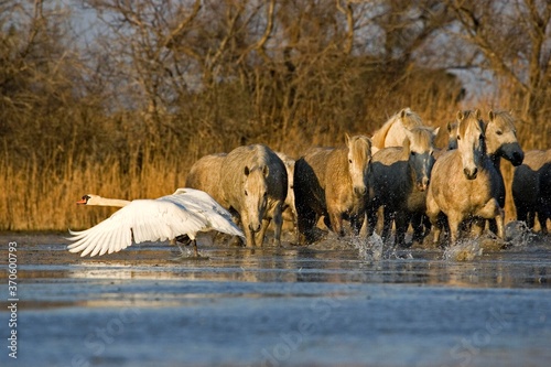 Mute Swan  cygnus olor  with Camargue Horse  Herd standing in Swamp  Saintes Marie de la Mer in Camargue  in the South of France