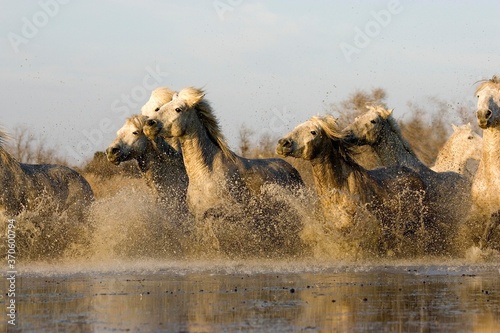 Camargue Horse  Herd standing in Swamp  Saintes Marie de la Mer in Camargue  in the South of France