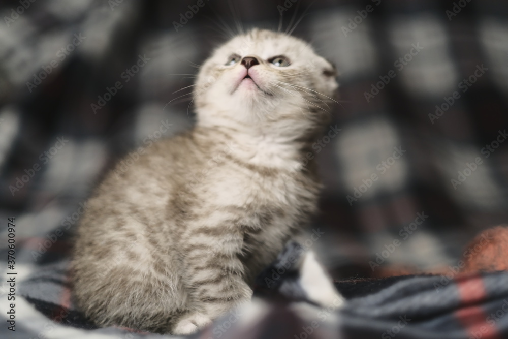 Obraz premium Scottish fold silver tabby.