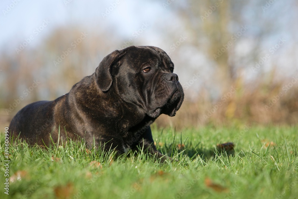 Cane Corso, Dog Breed from Italy, Adult laying on Grass Cane Corso, Dog Breed from Italy, Adult laying on Grass