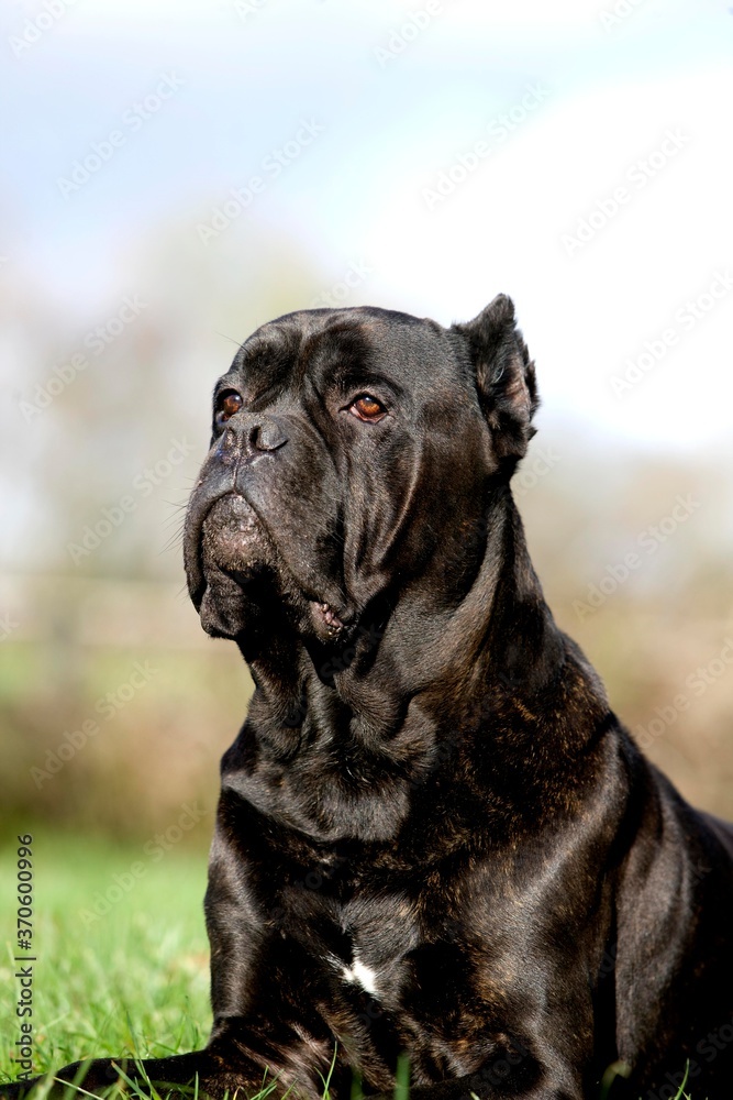 Cane Corso, Dog Breed from Italy, Adult laying on Grass