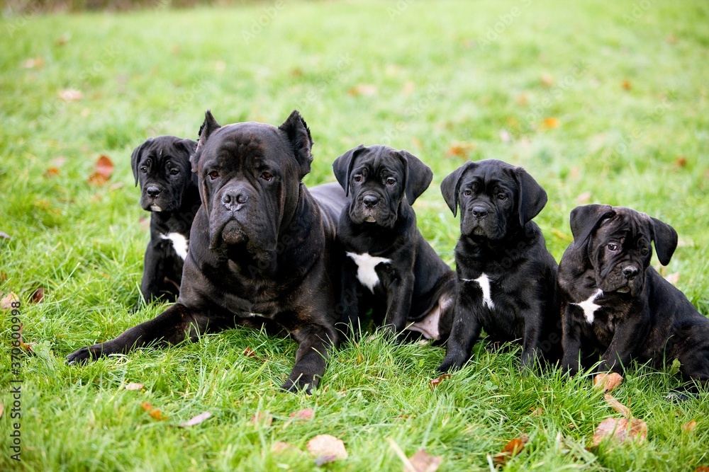 Cane Corso, Dog Breed from Italy, Female with Pup laying on Grass