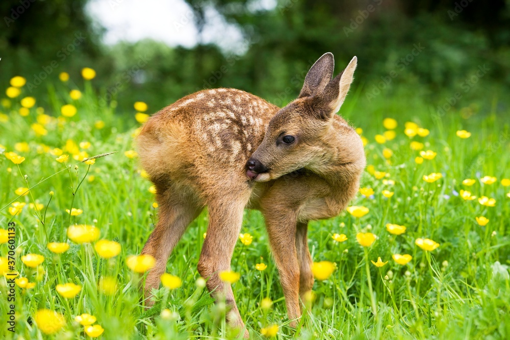 Roe Deer, capreolus capreolus, Foan with Flowers, Normandy Roe Deer, capreolus capreolus, Foan with Flowers, Normandy