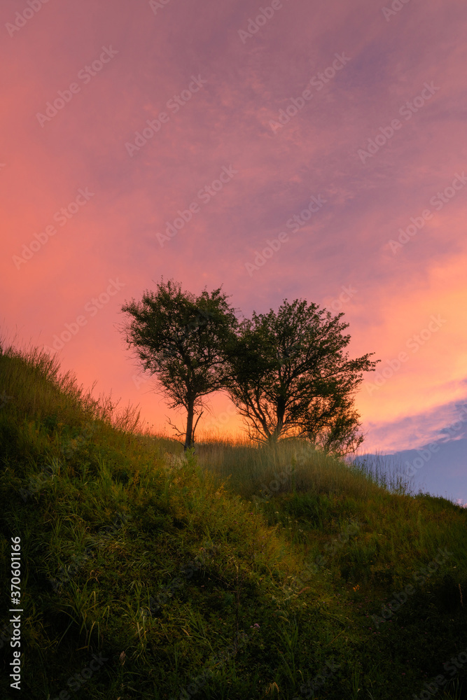 Pair of trees on summer green grass hill under beautiful pink clouds on sunset sky.