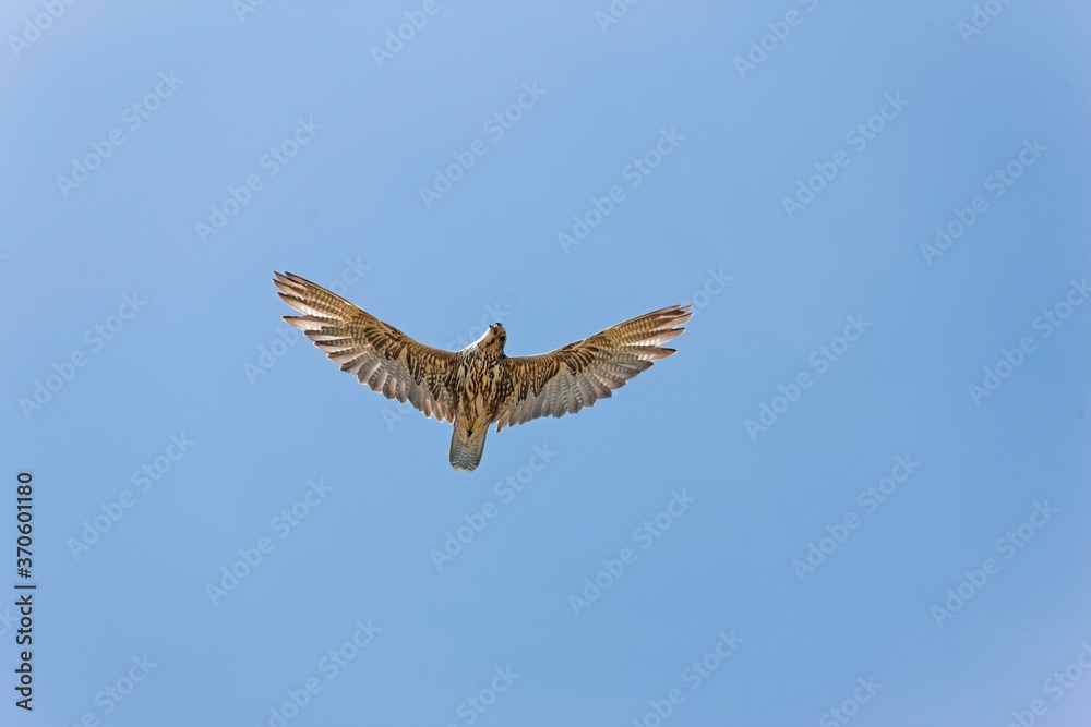 Obraz premium Saker Falcon, falco cherrug, Adult in Flight against Blue Sky
