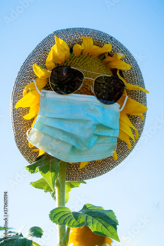 Sunflowers that look like people these days with mask, sunglasses and a hat IV