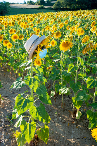 Sunflowers that look like people these days with mask, sunglasses and a hat II