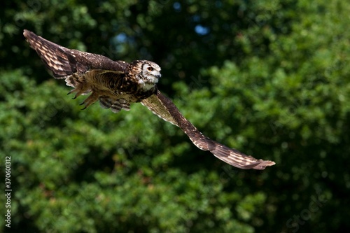 Cape Eagle Owl, bubo capensis, Adult in Flight