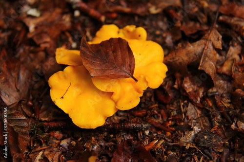 Chanterelle in forest, wild mushrooms in dry brown leaves 