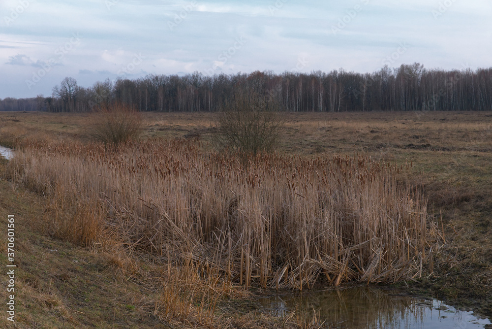 Reed thickets on a small boggy river in the evening. Evening landscape. Overcast weather. Reed thickets on a small boggy river in the evening. Evening landscape. Overcast weather.