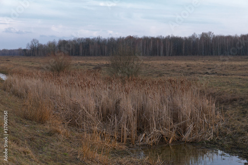 Reed thickets on a small boggy river in the evening. Evening landscape. Overcast weather.