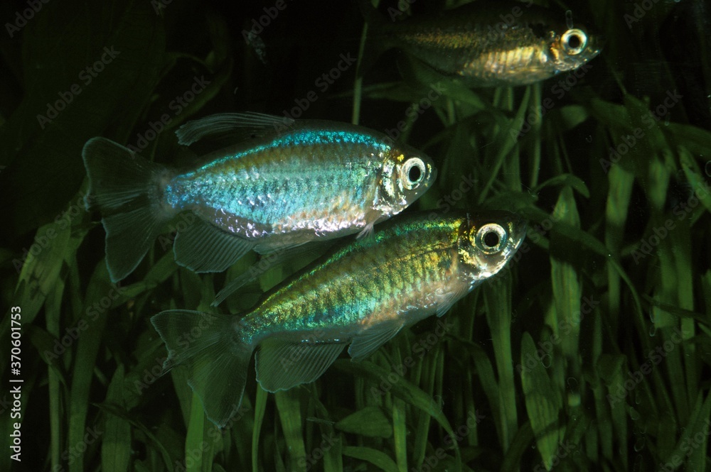 Congo Tetra, phenacogrammus interruptus, Aquarium Fishes