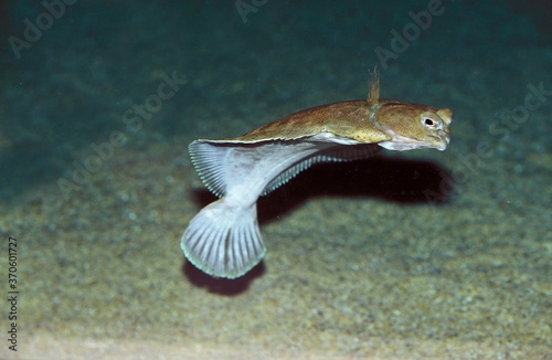 Turbot, scophthalmus maximus, Adult swimming photo
