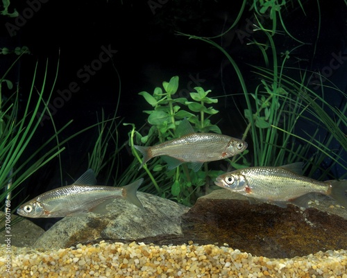 Chub, alburnoides bipunctatus, Adults photo