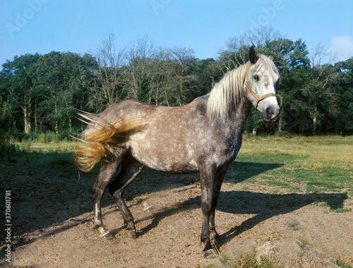 Andalusian Horse  Adult with Halter