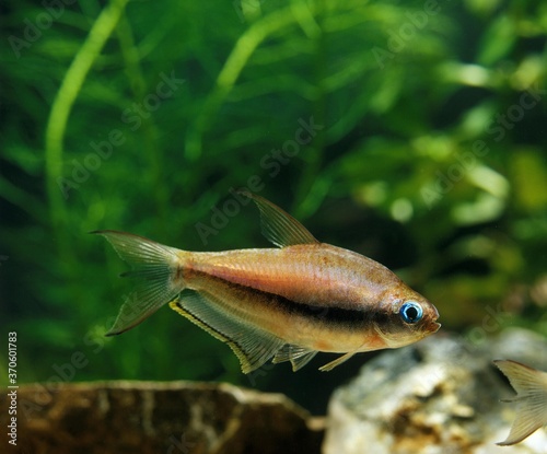 Emperor Tetra, nematobrycon palmeri, Aquarium Fish