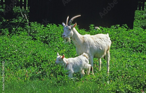 Appenzell Domestic Goat, Female with Kid standing on Grass