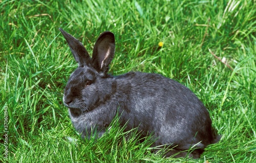 Photography Vienna Blue Domestic Rabbit, Adult standing on Grass