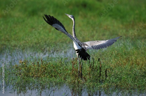 Black Headed Heron, ardea melanocephala, Adult in Flight, Kenya