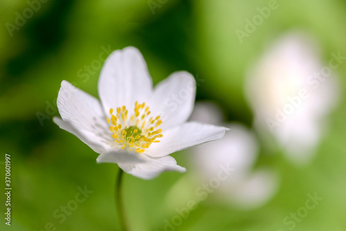 white anemone flower on green natural background
