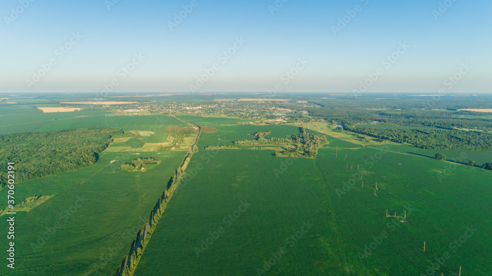 Fototapeta premium Beautiful aerial drone view agricultural green corn field, forest, village, trees, blue sky, road at summer sunset