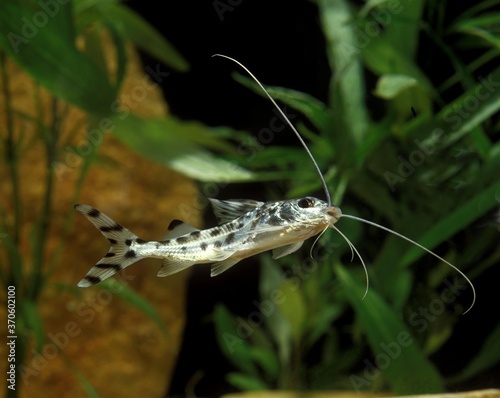 Spotted Pimelodus or Pictus Catfish, pimelodus pictus, Aquarium Fish photo