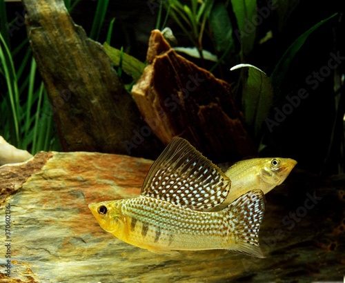 Sailfin Molly, poecilia velifera, Aquarium Fishes photo