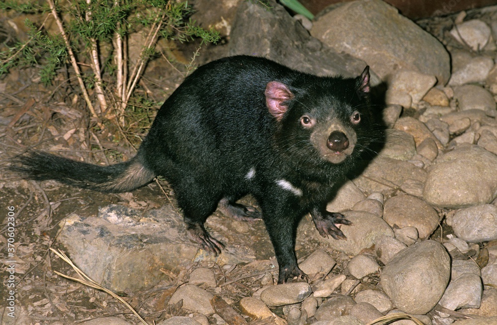 Tasmanian Devil, sarcophilus harrisi, Adult, Australia