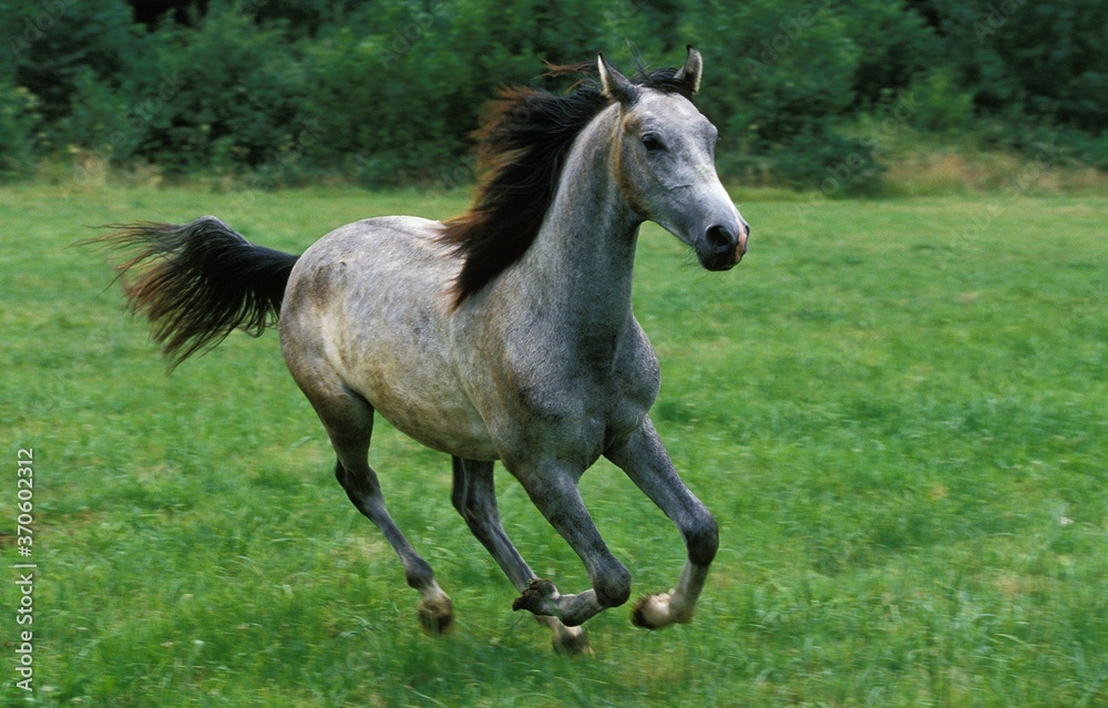 Shagya Horse, Adult Galloping through Meadow Shagya Horse, Adult Galloping through Meadow