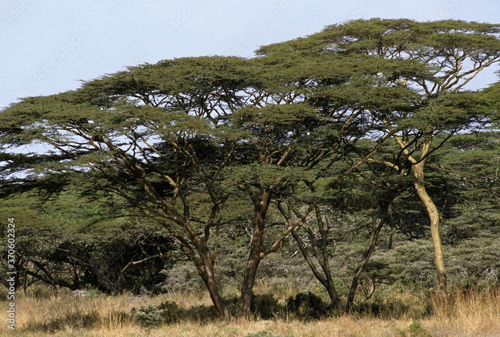 Acacia Trees, Masai Mara Park in Kenya