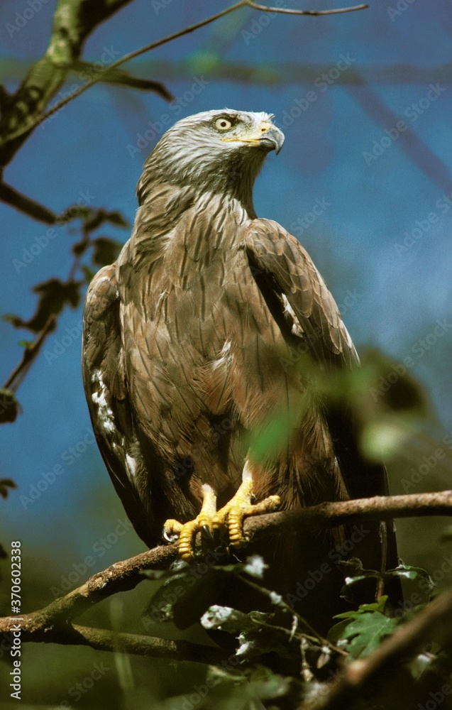 Red Kite, milvus milvus, Adult standing on Branch Red Kite, milvus milvus, Adult standing on Branch