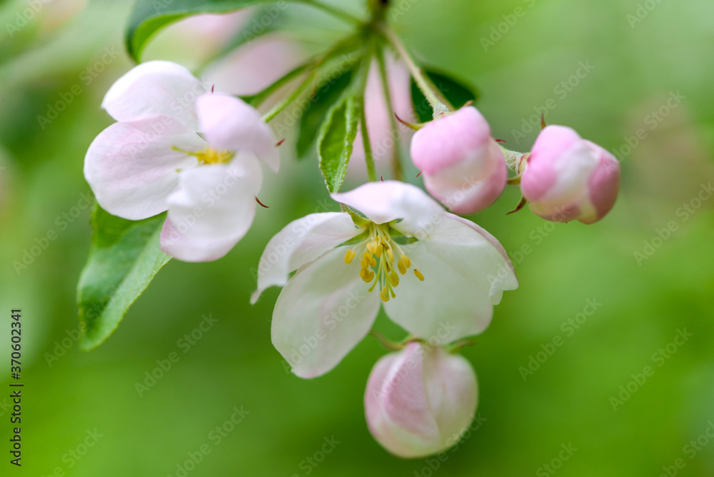blooming cherry tree in spring garden blooming cherry tree in spring garden