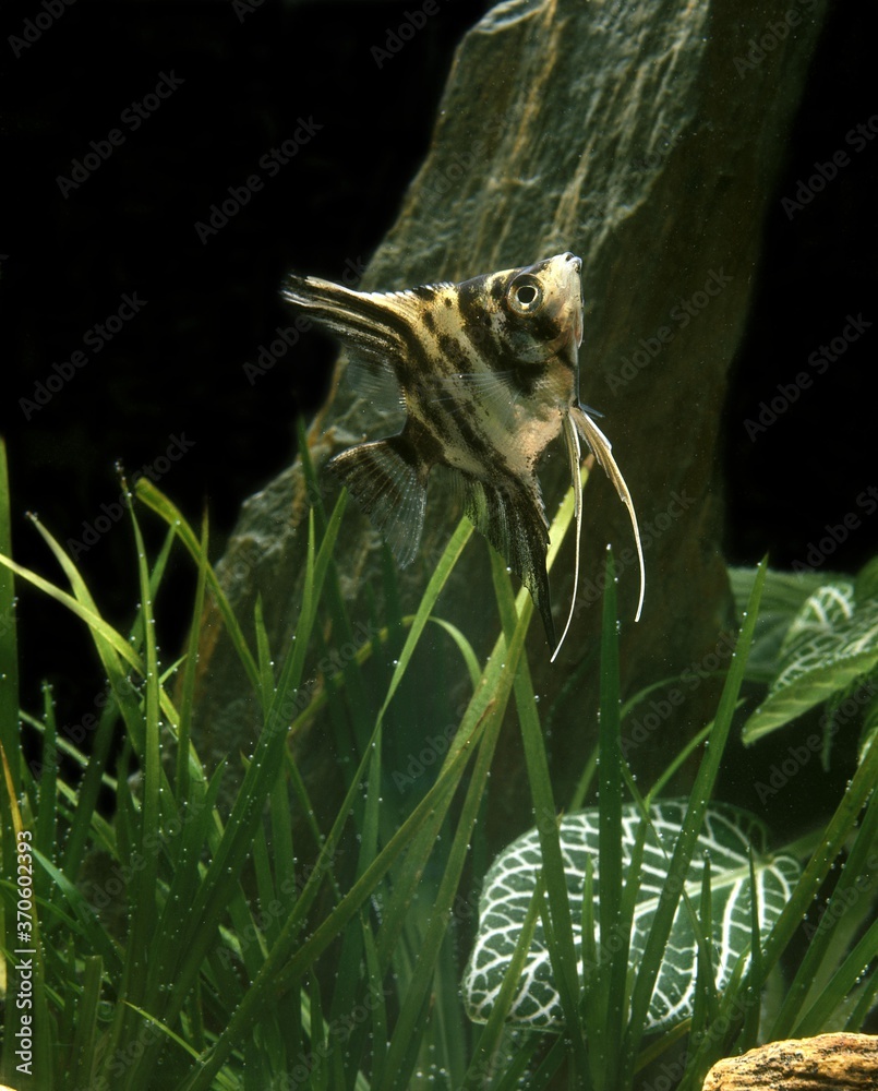 Angelfish, pterophyllum scalare, Adults, Aquarium Fish Angelfish, pterophyllum scalare, Adults, Aquarium Fish