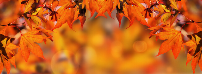 orange autumnal background with leaf of maple tree