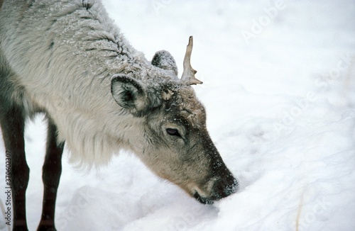 Reindeer, rangifer tarandus, Adult looking for Food in Snow photo